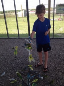 That is all the birds on the stick